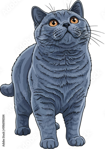 British Shorthair cat standing looking up curious vector illustration