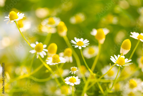 Фотография Summer meadow filled with blooming daisies in a natural setting