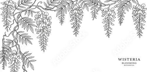 Elegant Wisteria Flower Illustration in Detailed Black and White Line Art, Blooming with Cascading Racemes