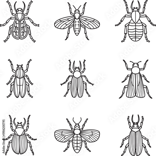 Collection of various beetle and insect sketches with collection, entomology