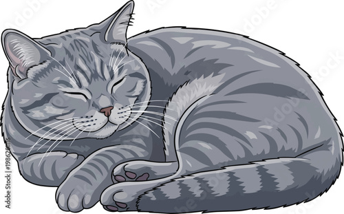 British Shorthair cat curled up sleeping relaxed vector illustration
