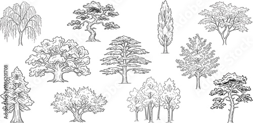 Collection of various hand-drawn tree illustrations with intricate details, showcasing diverse species and styles for artistic use