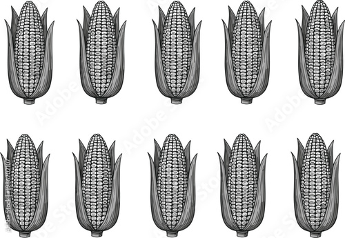 A set of ten black and white outline corn cobs with husks vector illustration isolated on white background for coloring or design.