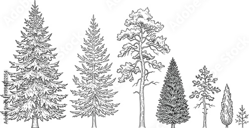 Collection of diverse evergreen trees and conifers depicted in a detailed line art illustration