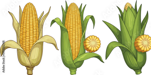 Collection of fresh organic yellow corn cobs with green husks and sliced pieces vector illustration isolated on white background for design.