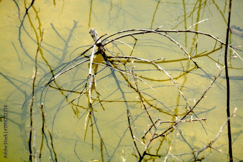 Fondo de follaje en tonos amarillos y verdes con rama sutil, evocando transición estacional y naturaleza suave.