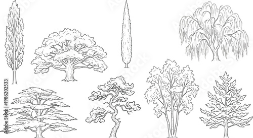 Collection of hand-drawn botanical illustrations showcasing various deciduous and coniferous tree species in a sketch style
