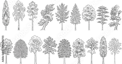A comprehensive set of various tree species, presented as detailed black and white line art illustrations, suitable for nature-themed graphic design and educational resources