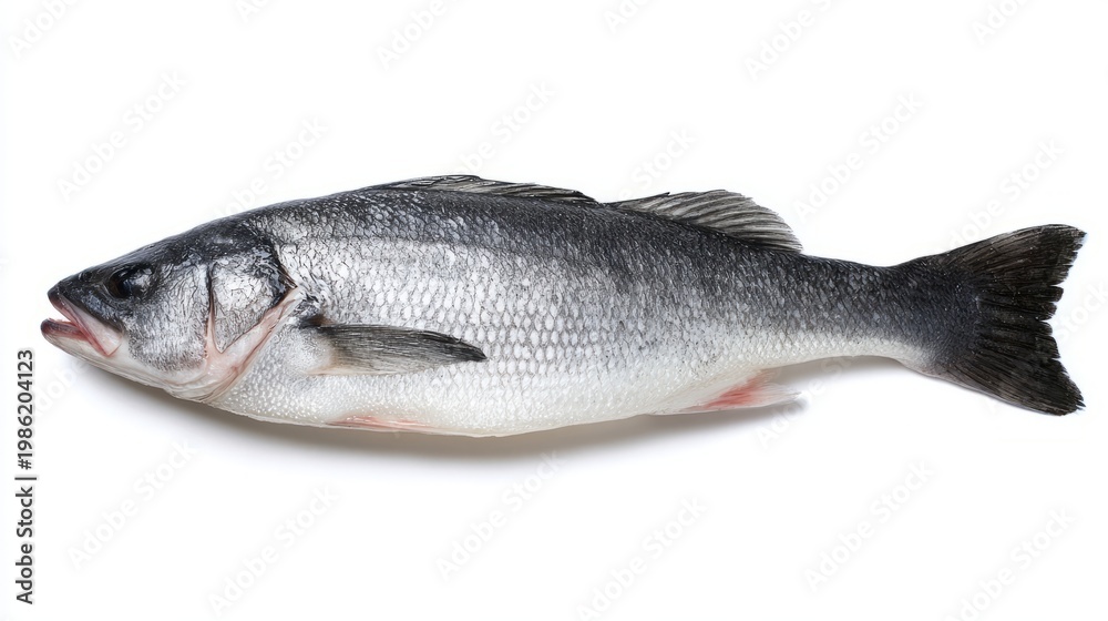 Obraz premium seabass. Single fresh sea bass fish isolated, food photography on white background. menu design, packaging mockups, designed for culinary blogs and recipe cards for restaurants. 