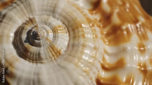 Stunning Macro View of a Spiral Seashell with Intricate Brown Patterns Perfect for Nature Documentaries and Marine Biology Education.
