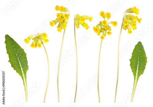 Photos Stems, flowers and leaves of the true primrose