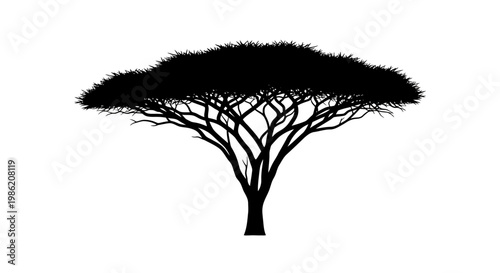 Detailed acacia tree branches and canopy shown in black silhouette