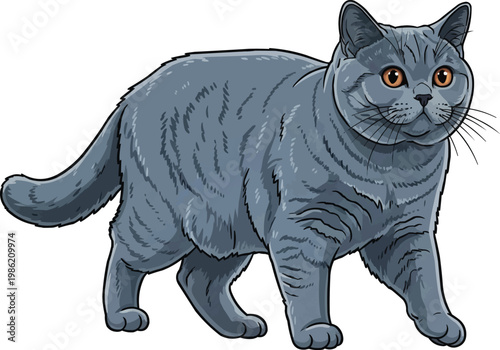 British Shorthair cat walking relaxed movement vector illustration