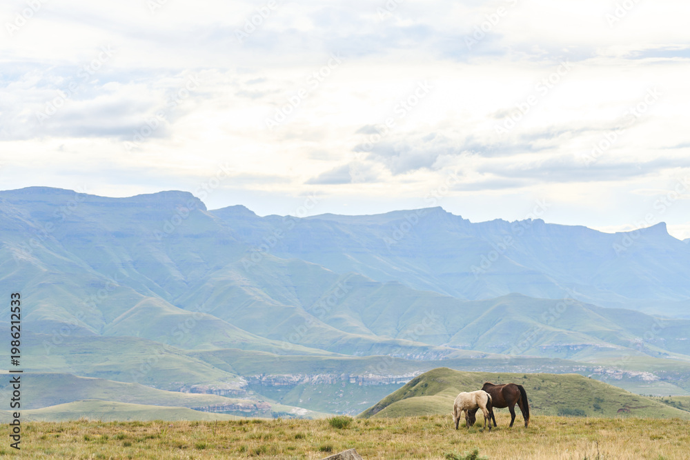 Naklejka premium Two Horses Grazing On Mountain Grassland Drakensberg South Africa, Rolling Hills And Distant Ridges, Soft
