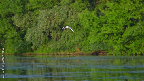 black-headed gull flies over the lake