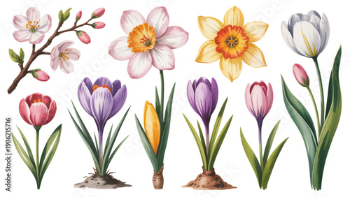 A vibrant collection of diverse spring crocus flowers in full bloom Vector