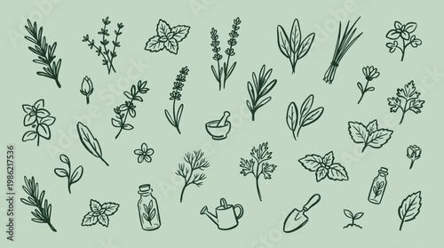 Hand drawn botanical illustration of various herbs and gardening tools on a light green background