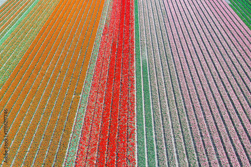 A bird's-eye view of colorful, blooming tulip fields in North Holland