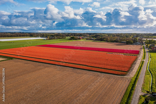 A bird's-eye view of colorful, blooming tulip fields in North Holland
