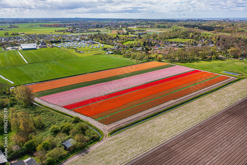 A bird's-eye view of colorful, blooming tulip fields in North Holland