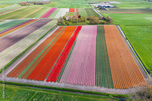 A bird's-eye view of colorful, blooming tulip fields in North Holland