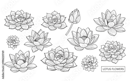 Father's day floral designs black and white botanical illustrations for dad's special day