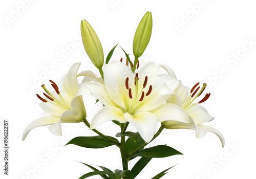 Beautiful white lily flowers with green leaves and buds isolated on transparent background