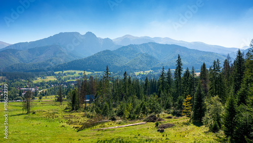 фотографія forest on the hill in mountain landscape in summer