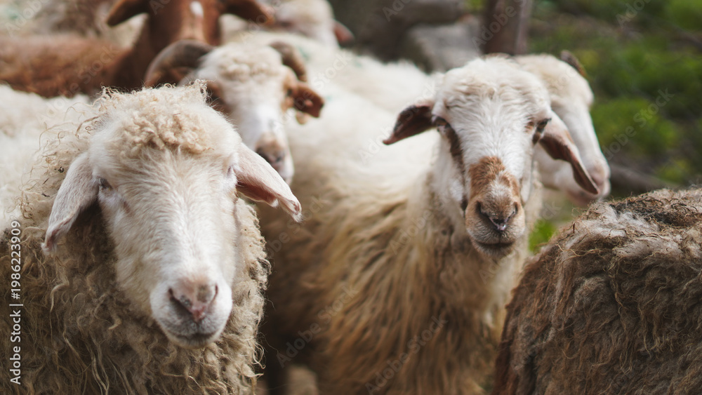 Obraz premium Group of sheep grazing in a green pasture with blurred background