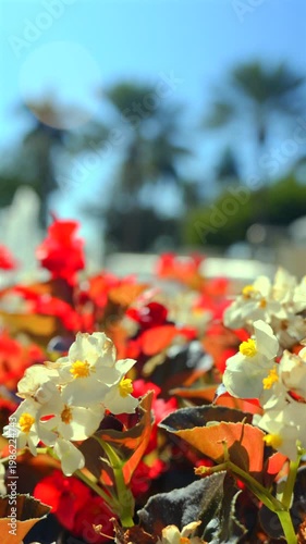 Vertical close up of flowers with soft bokeh and sunlight