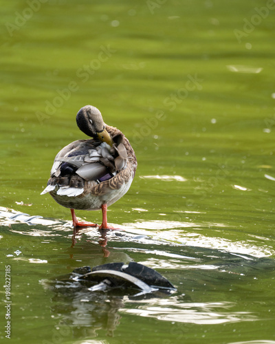 Εκτύπωση καμβά duck on the water
