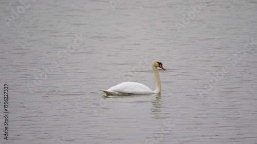 mute swan in the water