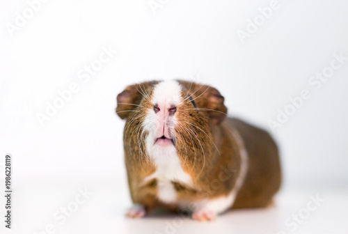 A pet American Guinea Pig