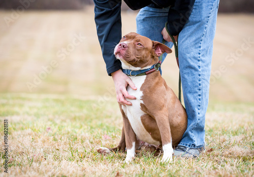A person petting a Pit Bull Terrier mixed breed dog