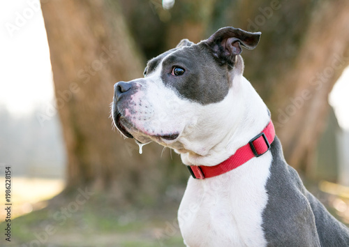 A Pit Bull Terrier mixed breed dog drooling