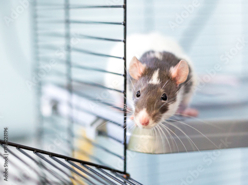 A curious domestic pet rat peeking out of its cage