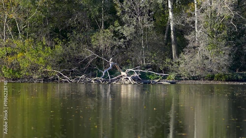time-lapse of a lake with a heron in autumn