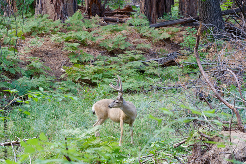 Mule deer buck with velvet antlers looking back over its shoulder in a forest at Yosemite National Park, California, USA