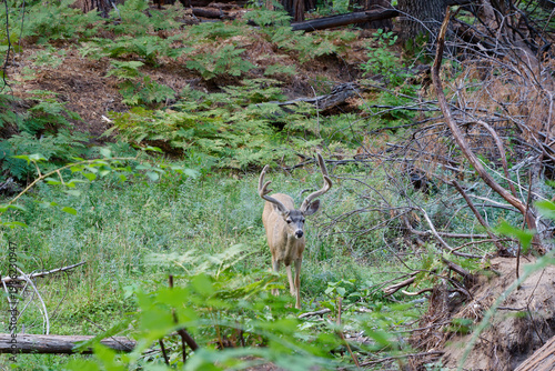 Mule deer buck with velvet antlers facing camera in a lush green clearing at Yosemite National Park, California, USA