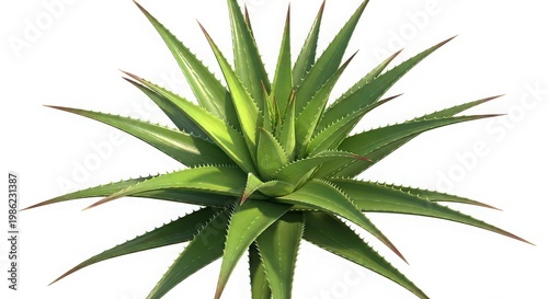 close-up view of a vibrant and healthy agave plant with pointed leaves isolated on white background, illustration