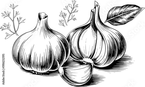 Vintage black and white ink of garlic bulbs and sprigs white background, food ingredient