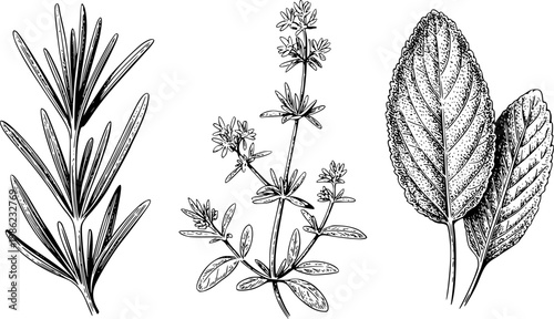 Vintage botanical of rosemary, galium aparine, and sage leaves white background