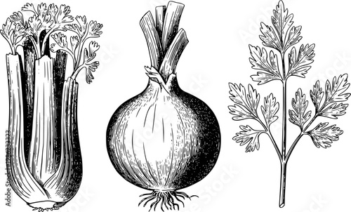 Vintage line of celery stalk, onion bulb, and parsley sprig white vegetable herb