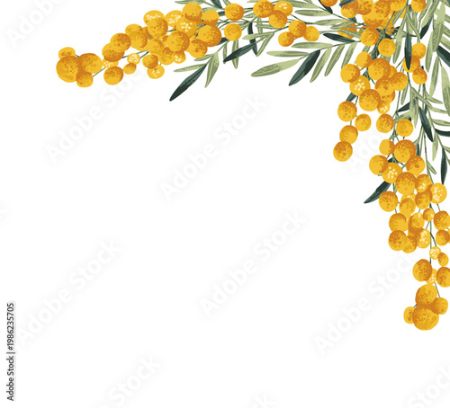 Corner frame with yellow mimosa flowers branch on transparent background
