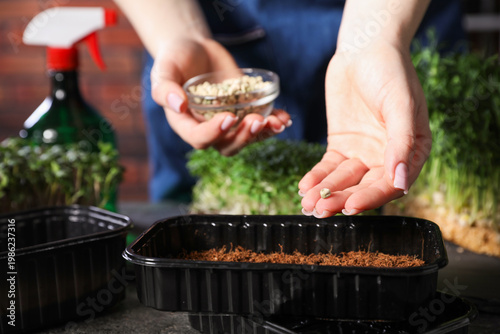 Woman planting microgreens seeds at table indoors, closeup