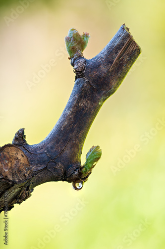 Drop of sap falling from vine branch with young shoots in spring. Sardinia, Italy. Traditional organic agriculture. 