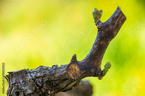 Drop of sap falling from vine branch with young shoots in spring. Sardinia, Italy. Traditional organic agriculture. 