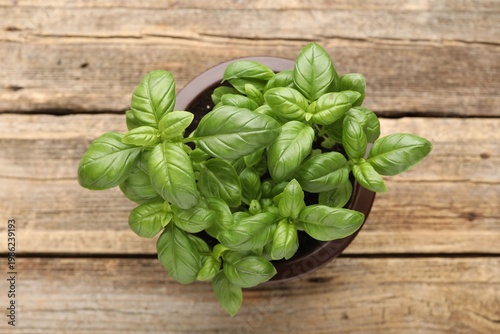 Aromatic basil growing in pot on wooden table, top view
