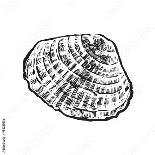 A hand-drawn vector seashell in ink. Monochrome illustration of a sea mollusk for nature-themed designs. Suitable for printing on fabric, paper, product packaging, and cosmetics. Vector illustration.
