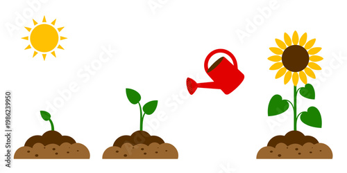 Stages of plant growth from seedling to full bloom sunflower with watering can